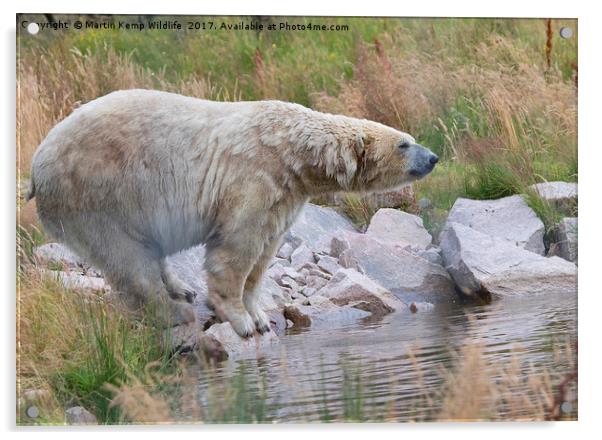 Polarbear on the rocks Acrylic by Martin Kemp Wildlife