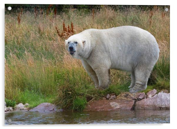 Male Polarbear Standing by the Lake Acrylic by Martin Kemp Wildlife