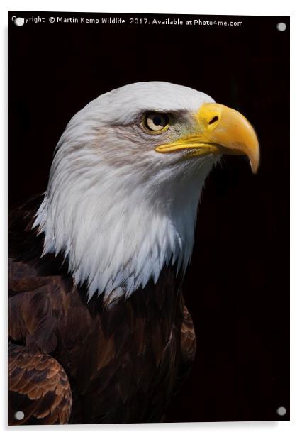Bald Eagle 1  Acrylic by Martin Kemp Wildlife