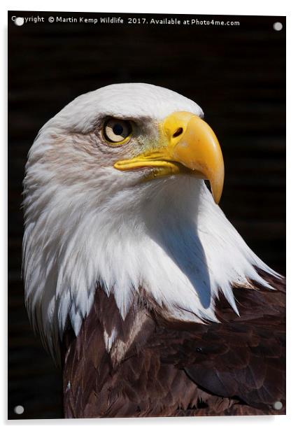 Bald Eagle 2 Acrylic by Martin Kemp Wildlife