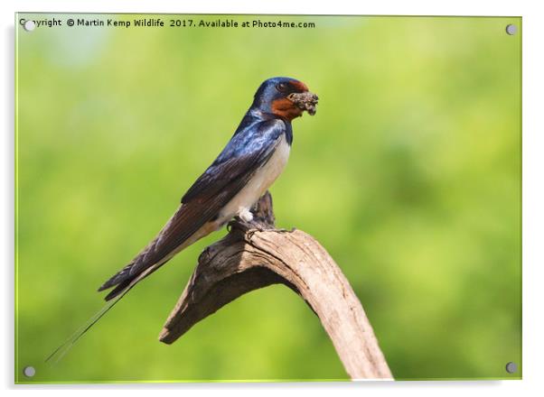 Swallow With Mud Acrylic by Martin Kemp Wildlife