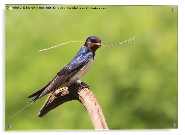  Nest Building Swallow Acrylic by Martin Kemp Wildlife