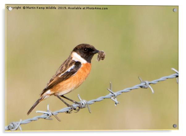 Male Stonechat Acrylic by Martin Kemp Wildlife