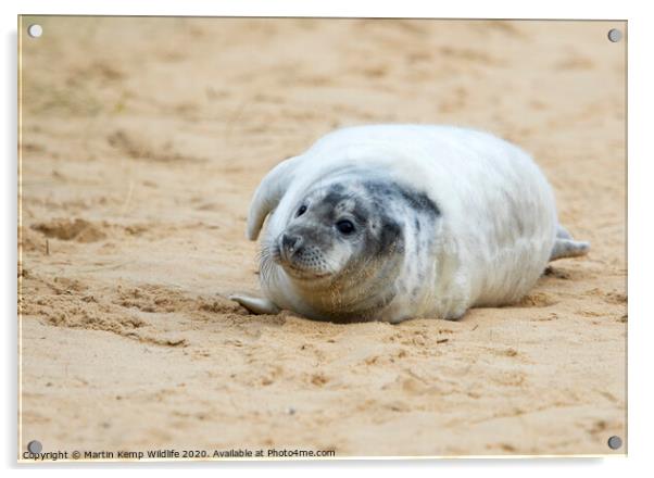  Seal on the Beach Acrylic by Martin Kemp Wildlife