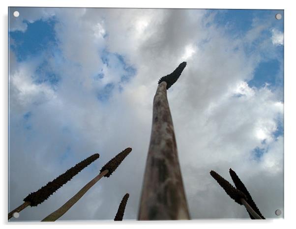 Reach for the sky Acrylic by sandra sherman