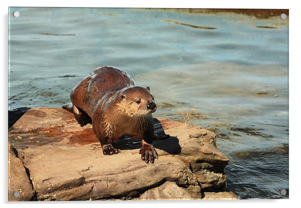 Otter Acrylic by Albert Gallant
