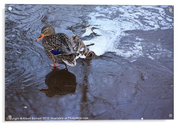 Female mallard duck Acrylic by Albert Gallant