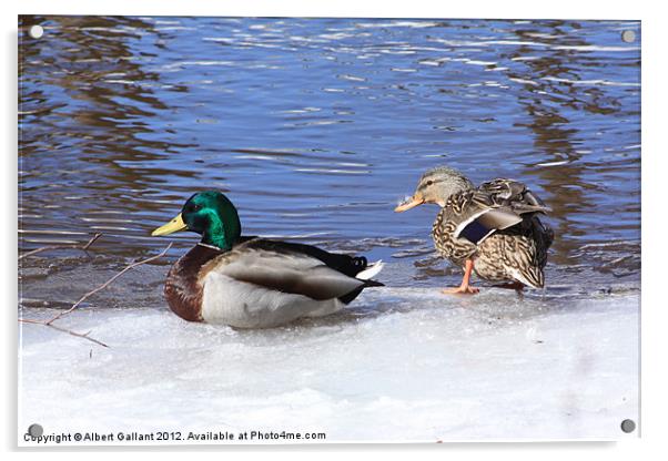 Mallard Ducks Acrylic by Albert Gallant