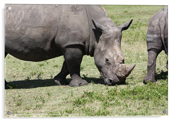 Up close on a rhino Acrylic by Albert Gallant