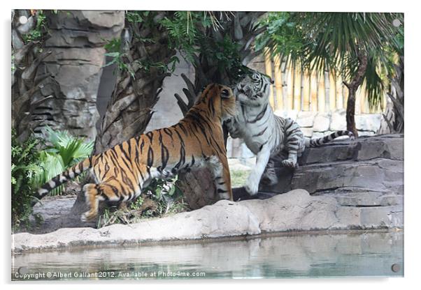 Tiger Fight Acrylic by Albert Gallant