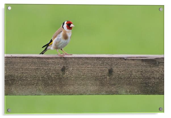 Goldfinch Acrylic by mark humpage