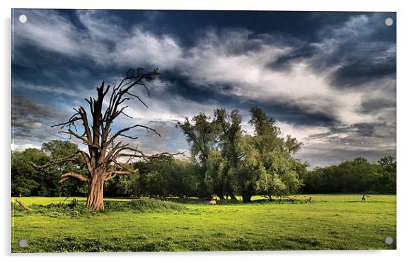 Dramatic Tree Acrylic by mark humpage