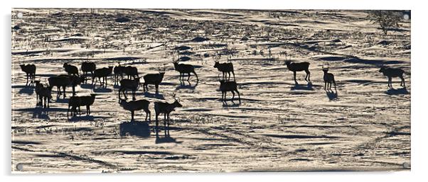 Reindeer herd Acrylic by mark humpage