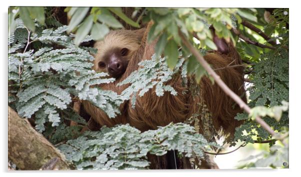 Costa Rica Sloth Acrylic by mark humpage