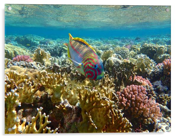 Rainbow Wrasse Red Sea Acrylic by mark humpage