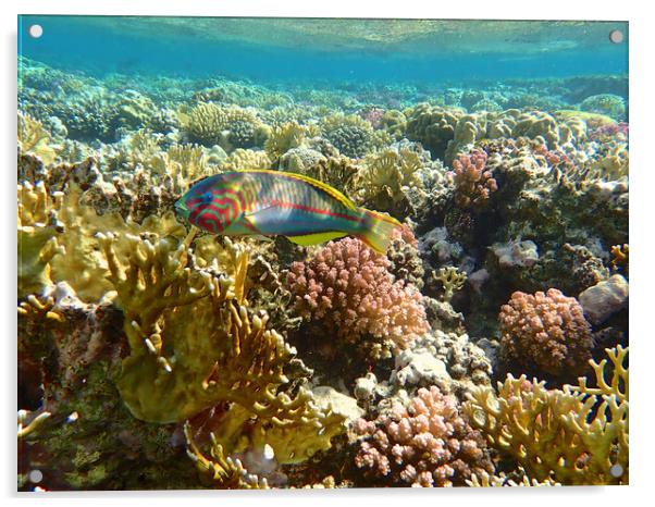 Red Sea Rainbow fish Acrylic by mark humpage