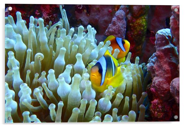 Red Sea Clown Fish Acrylic by mark humpage