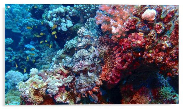 Bearded Scorpionfish Acrylic by mark humpage