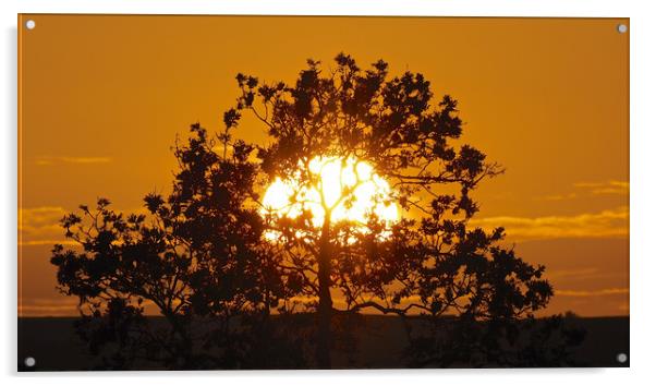 Golden sunset tree Acrylic by mark humpage