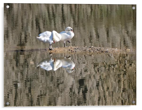 Pair of swans on water with reflections. Acrylic by mark humpage