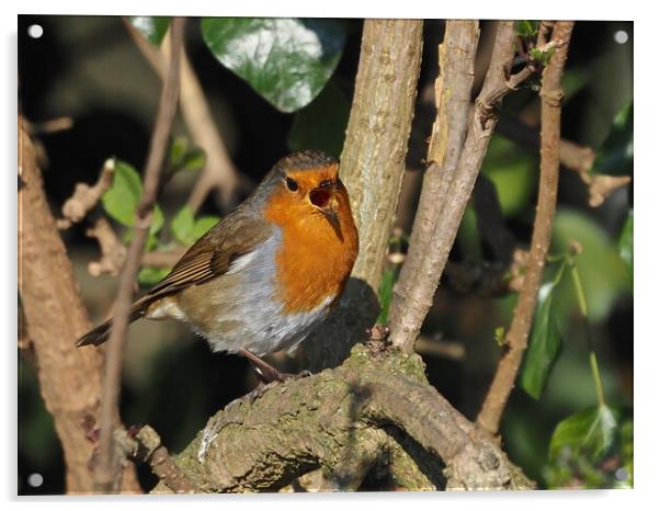 Robin small bird singing in tree Acrylic by mark humpage