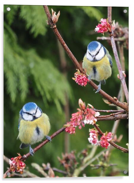 Blue Tits on tree branch Acrylic by mark humpage