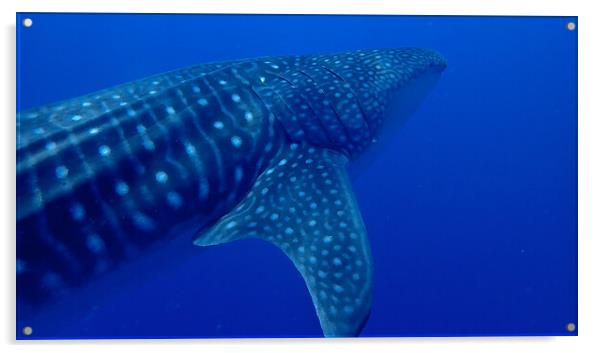 Whale shark Maldives Acrylic by mark humpage