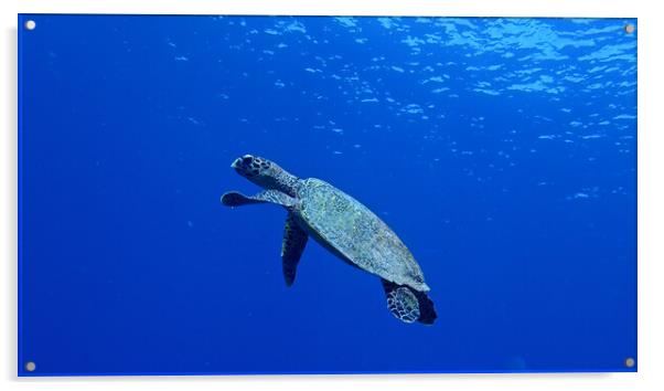 Turtle swimming underwater in Maldives Acrylic by mark humpage