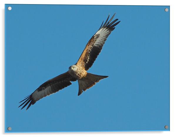 Red Kite flying in blue sky Acrylic by mark humpage