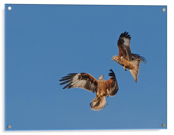 Two Red Kites flying Acrylic by mark humpage