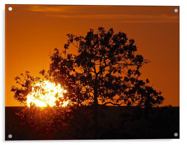Orange sky sunset through tree Acrylic by mark humpage