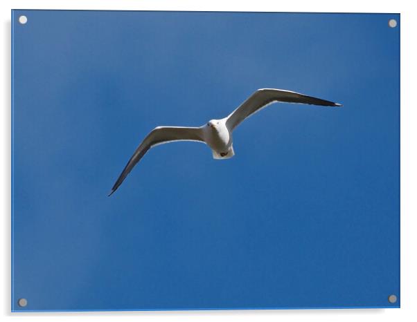 Gull flying in blue sky Acrylic by mark humpage