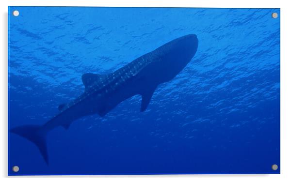 Whale shark underwater Acrylic by mark humpage