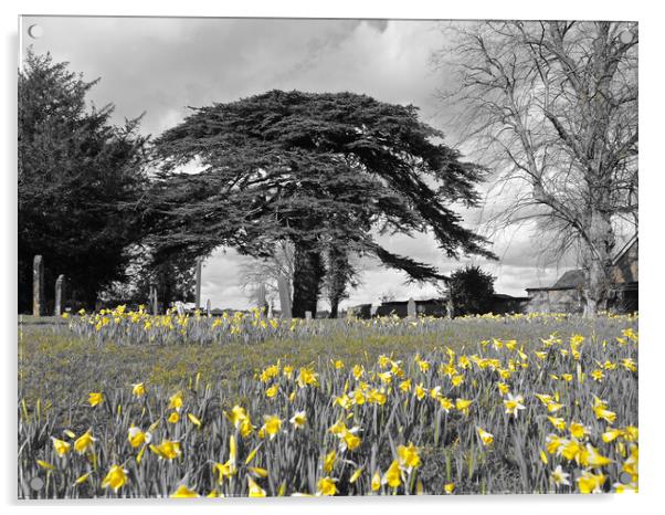 Daffodils under tree Acrylic by mark humpage
