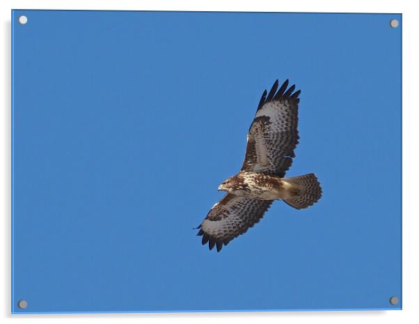 Buzzard flying in blue sky Acrylic by mark humpage