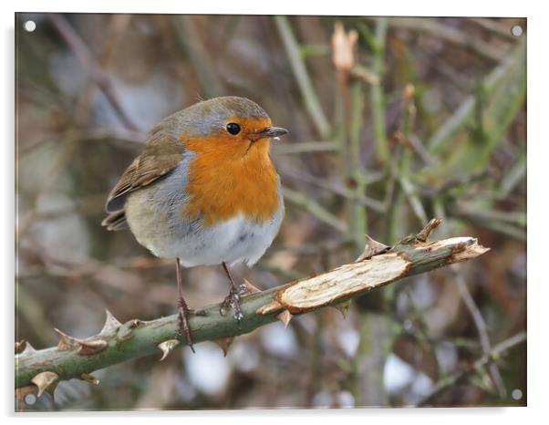 Robin bird perched on a tree branch Acrylic by mark humpage