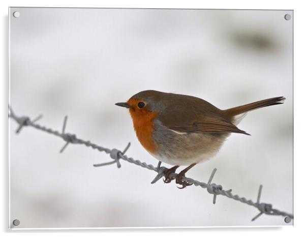 Robin sitting on wire fence in winter snow Acrylic by mark humpage