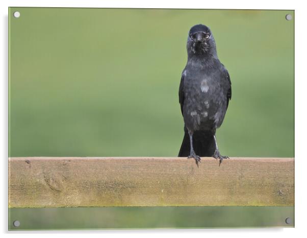 Jackdaw standing on fence Acrylic by mark humpage