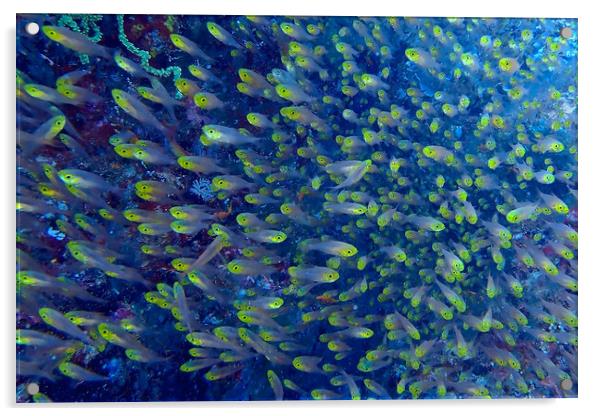 Yellow fish underwater diving in Maldives Acrylic by mark humpage