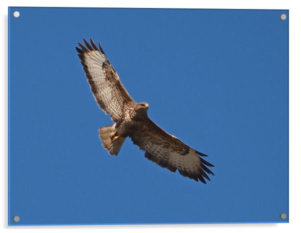 Buzzard flying in clear blue sky Acrylic by mark humpage