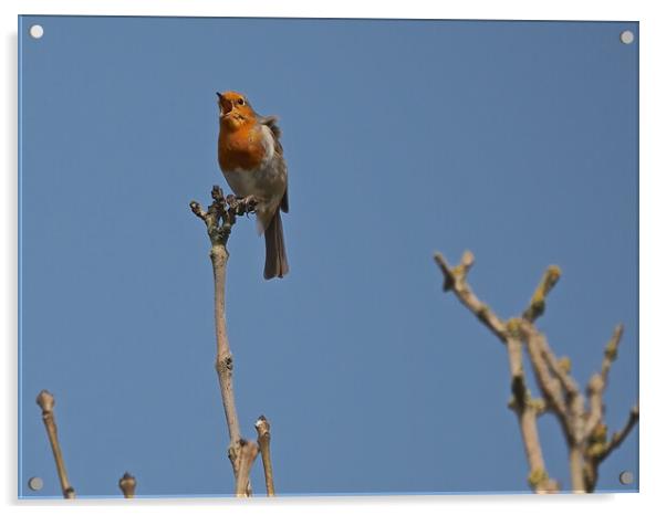 Robin perched on a tree branch singing Acrylic by mark humpage