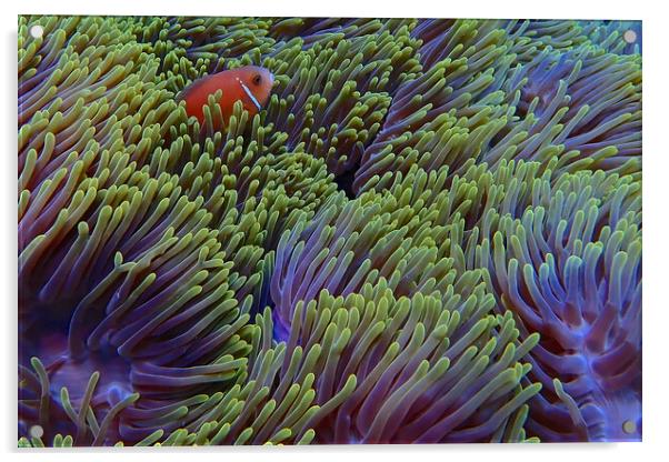 Clown fish hiding in soft coral Acrylic by mark humpage