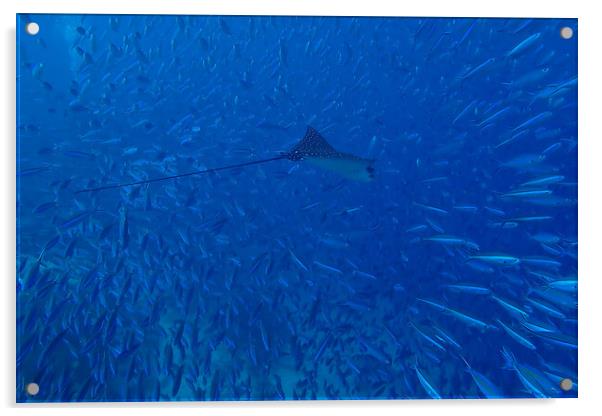 Fish and Eagle Ray underwater in Maldives Acrylic by mark humpage