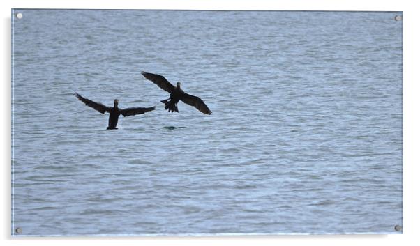 Cormorant birds landing on water in Brixham  Acrylic by mark humpage