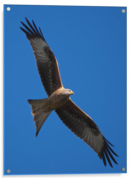 Red Kite close up flying in blue sky Acrylic by mark humpage