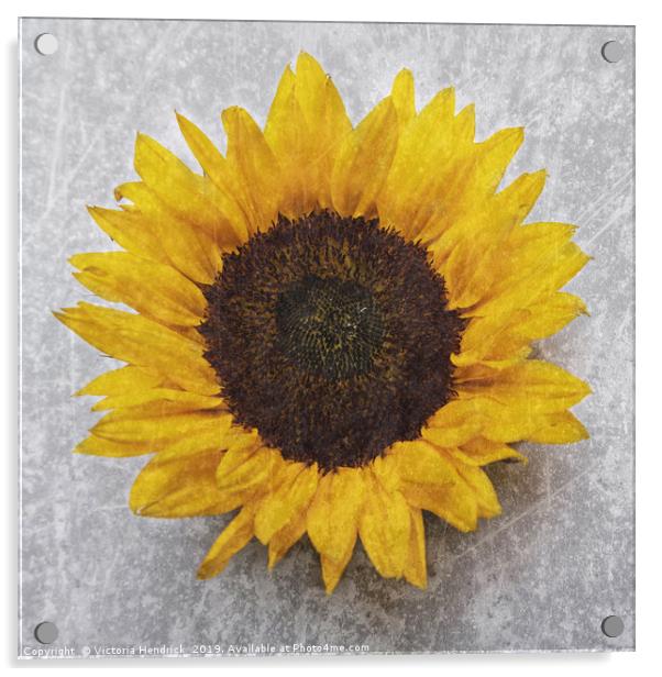 Sunflower Acrylic by Victoria Hendrick