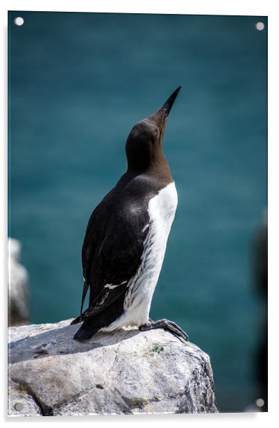 Guillemot on the Farne Islands, Northumberland, UK. Acrylic by Peter Jarvis