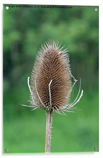 Thistle Seed Head Acrylic by Bill Simpson