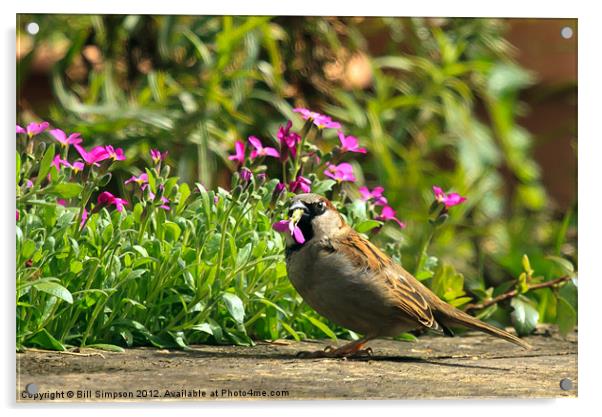 Sparrow Eating Aubretia Acrylic by Bill Simpson