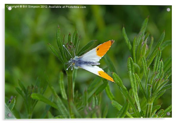 Orange Tip Butterfly Acrylic by Bill Simpson